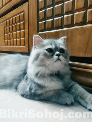 Parsian female cat sale  [ original  ]